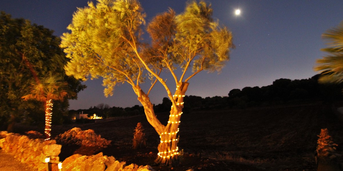 Settimo Cielo Olive Tree Moon