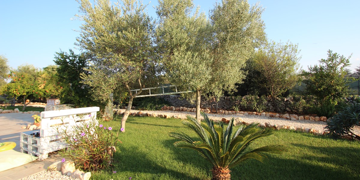 Casa Kit Olive Trees