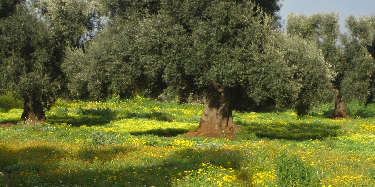 Trullo Trazzonara Olive Tree Spring