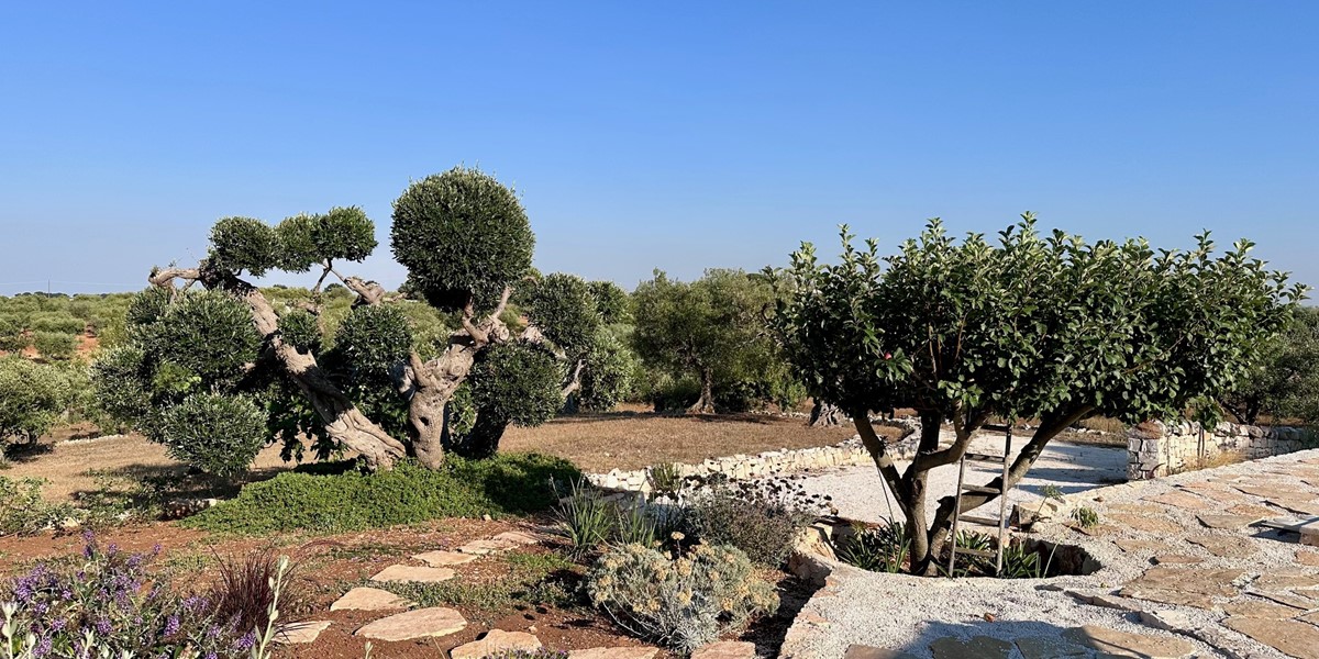 Trulli Pietra Luna Bosco Selva Olive