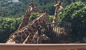 Zoo Safari Giraffes - PHR