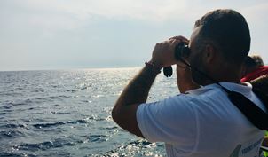 Dolphin Watching Man - PHR