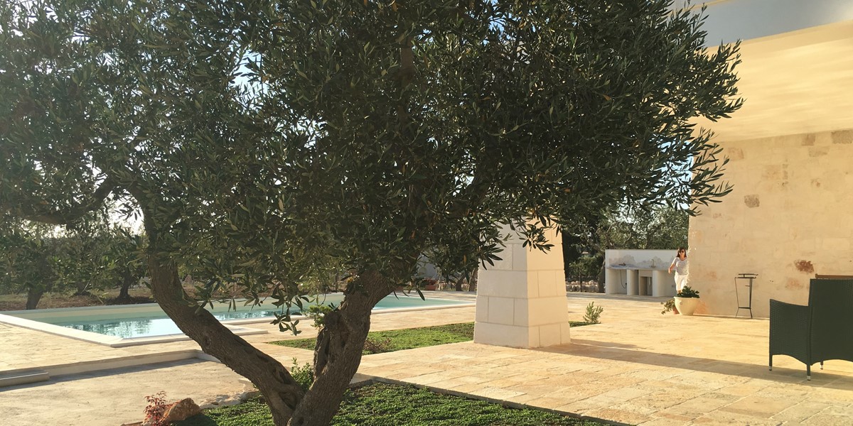 Villa Sudest Olive Tree
